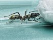 Neoponera villosa : La Fourmi Chasseuse aux Reflets Dorés 🐜- Achat
