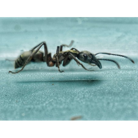 Neoponera villosa vivante - Fourmi chasseuse Amérique du Sud achat