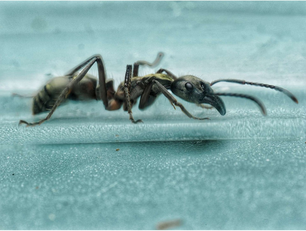 Neoponera villosa vivante - Fourmi chasseuse Amérique du Sud achat