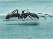 Neoponera villosa vivante - Fourmi chasseuse Amérique du Sud achat
