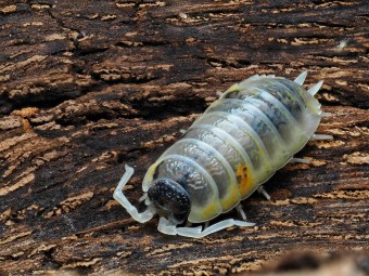 Isopode de collection Porcellio ornatus Witch's Brew blanc et jaune