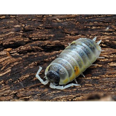 Isopode de collection Porcellio ornatus Witch's Brew blanc et jaune