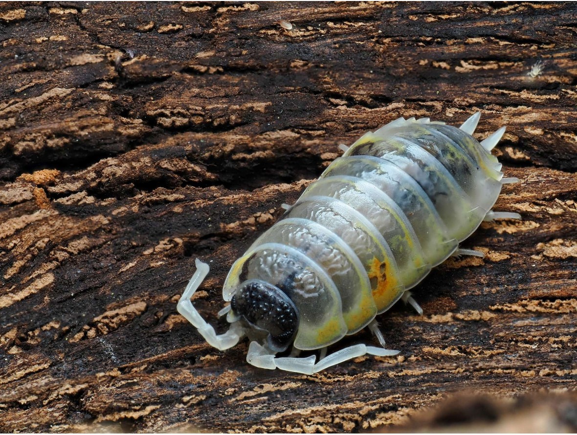 Isopode de collection Porcellio ornatus Witch's Brew blanc et jaune