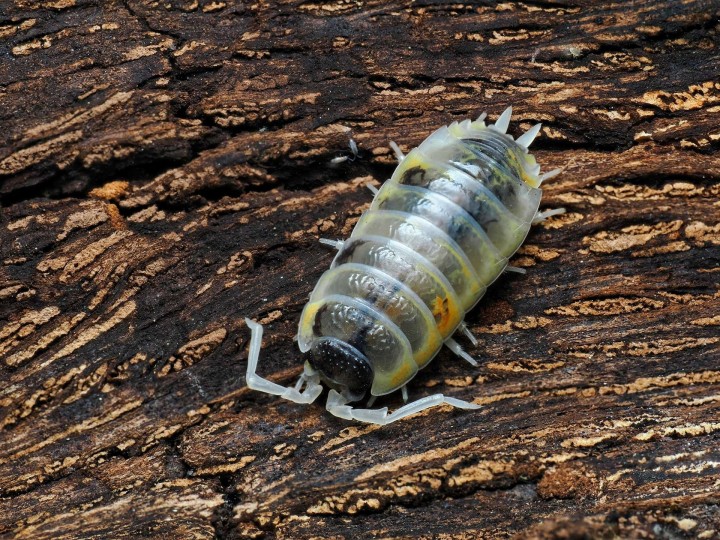 Porcellio ornatus "Witch's Brew" : L'Isopode de Collection Géant 🪄