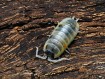 Porcellio ornatus "Witch's Brew" : L'Isopode de Collection Géant 🪄