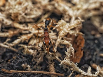 Harpegnathos honestoi : La Fourmi Sauteuse Primitive 🐜- Achat