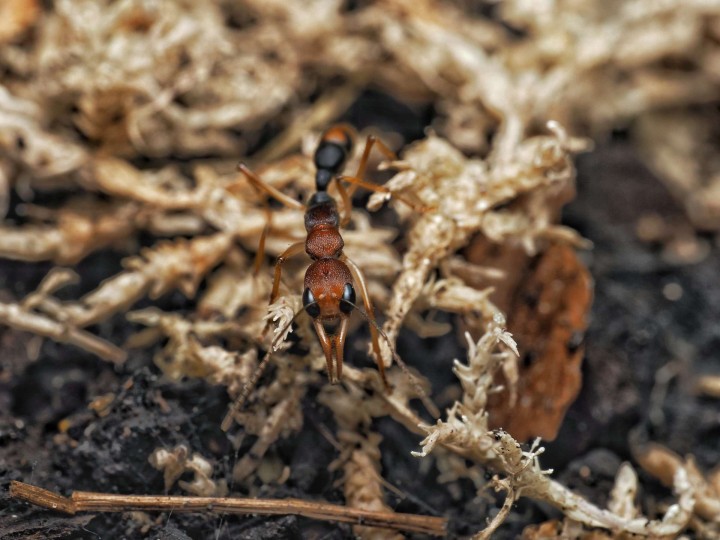 Harpegnathos honestoi : La Fourmi Sauteuse Primitive 🐜- Achat