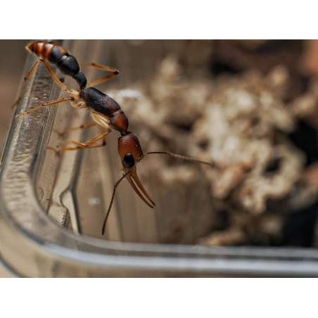 Harpegnathos honestoi vivante - Fourmi sauteuse primitive Asie achat