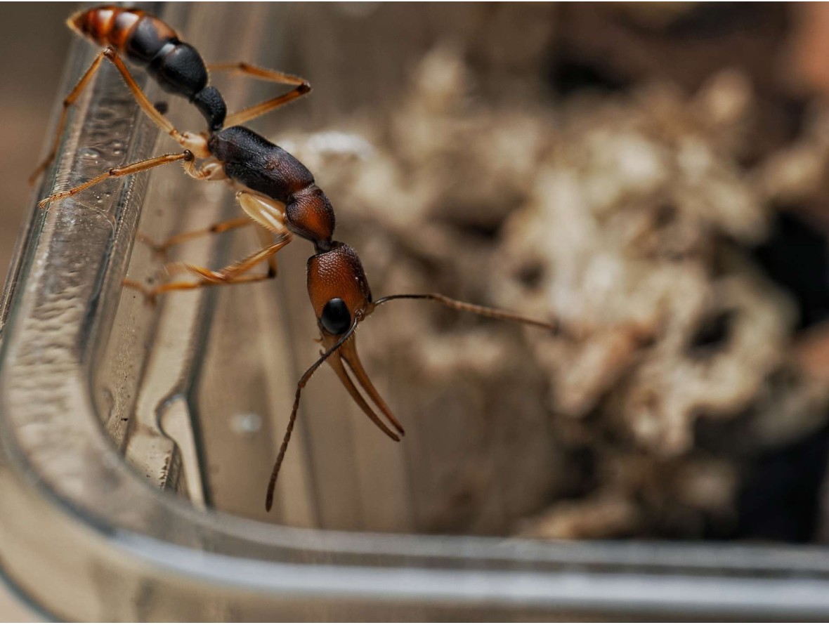 Harpegnathos honestoi vivante - Fourmi sauteuse primitive Asie achat