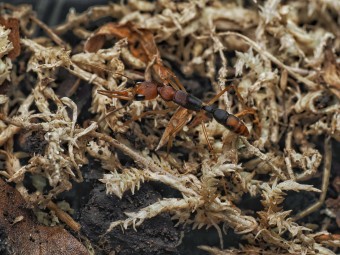 Harpegnathos honestoi : La Fourmi Sauteuse Primitive 🐜- Achat