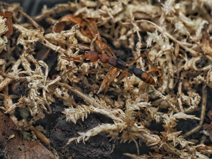 Harpegnathos honestoi : La Fourmi Sauteuse Primitive 🐜- Achat