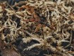 Harpegnathos honestoi : La Fourmi Sauteuse Primitive 🐜- Achat