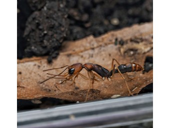 Harpegnathos honestoi : La Fourmi Sauteuse Primitive 🐜- Achat