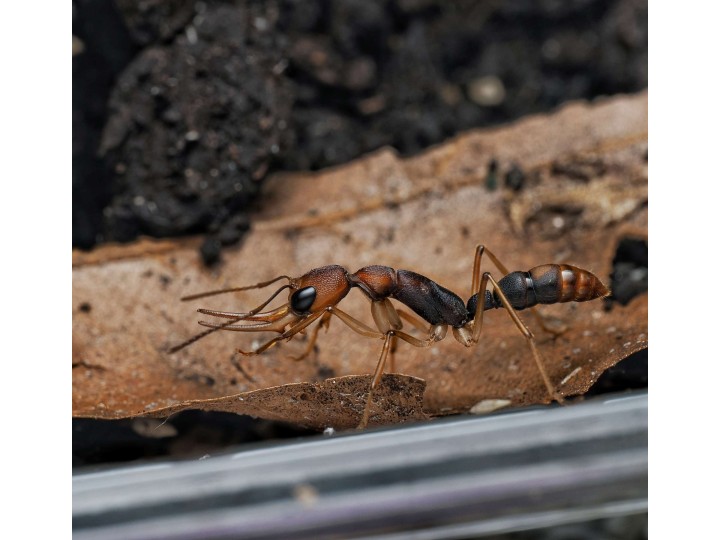 Harpegnathos honestoi : La Fourmi Sauteuse Primitive 🐜- Achat