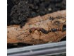 Harpegnathos honestoi : La Fourmi Sauteuse Primitive 🐜- Achat
