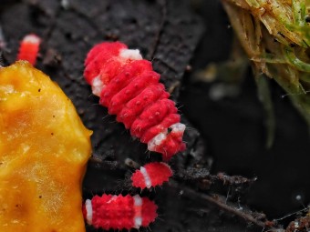 Collembole de collection Neanuridae RFW Santa Claus rouge et blanc