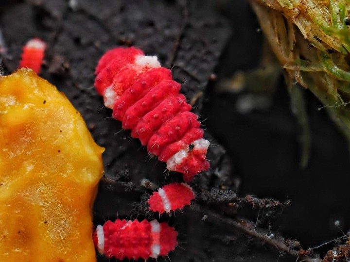 Collembole de collection Neanuridae RFW Santa Claus rouge et blanc