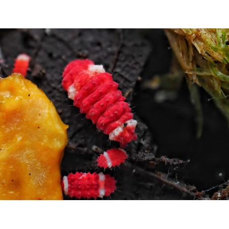 Collembole de collection Neanuridae RFW Santa Claus rouge et blanc