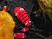 Collembole de collection Neanuridae RFW Santa Claus rouge et blanc