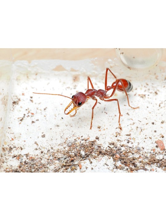 Myrmecia gulosa