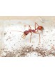 Myrmecia gulosa