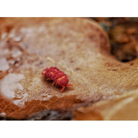 Isopode Neanuridae sp. Jolibee – Collembole tropical pour terrarium et vivarium
