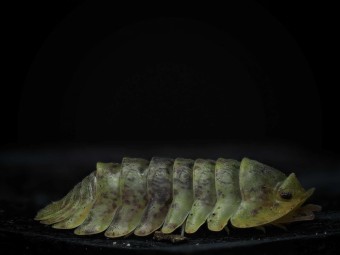 Isopode de collection Isopoda sp Wobbegong brun et jaune