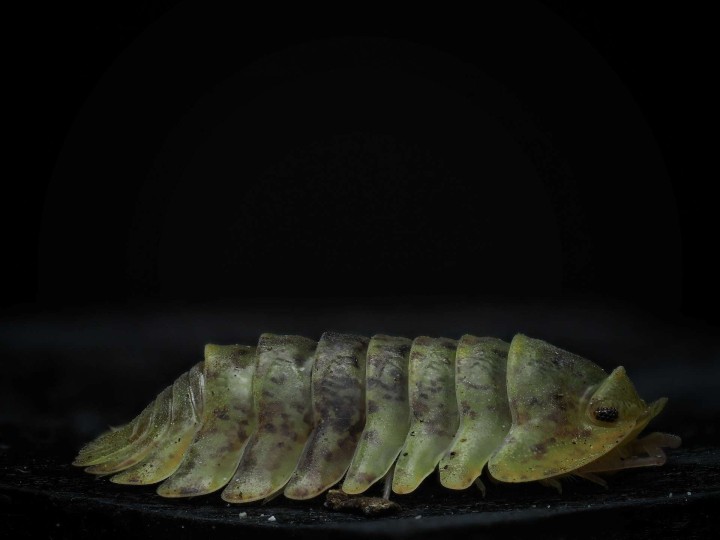 Isopode de collection Isopoda sp Wobbegong brun et jaune