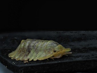 Isopoda sp. "Wobbegong" : L'Isopode Requin de Collection 🦈