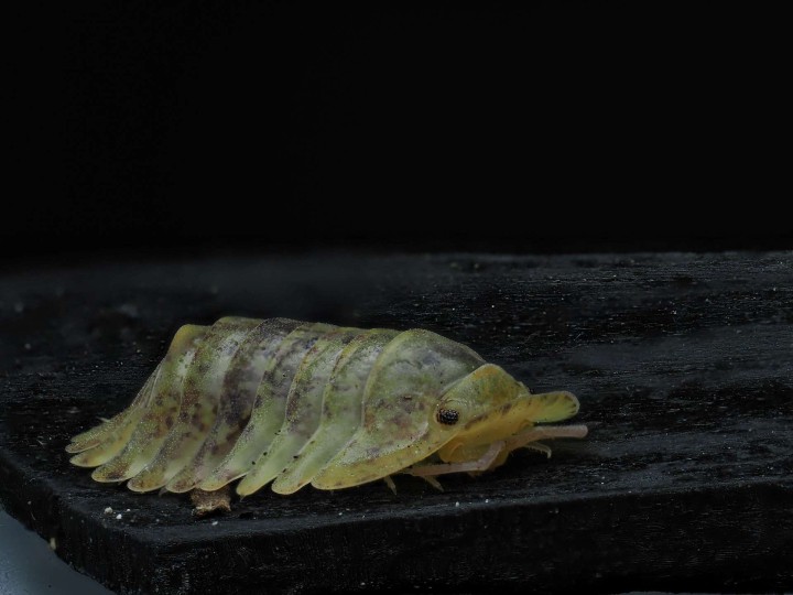 Isopoda sp. "Wobbegong" : L'Isopode Requin de Collection 🦈