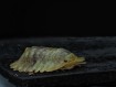 Isopoda sp. "Wobbegong" : L'Isopode Requin de Collection 🦈
