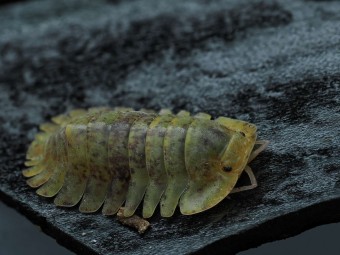 Isopoda sp. "Wobbegong" : L'Isopode Requin de Collection 🦈