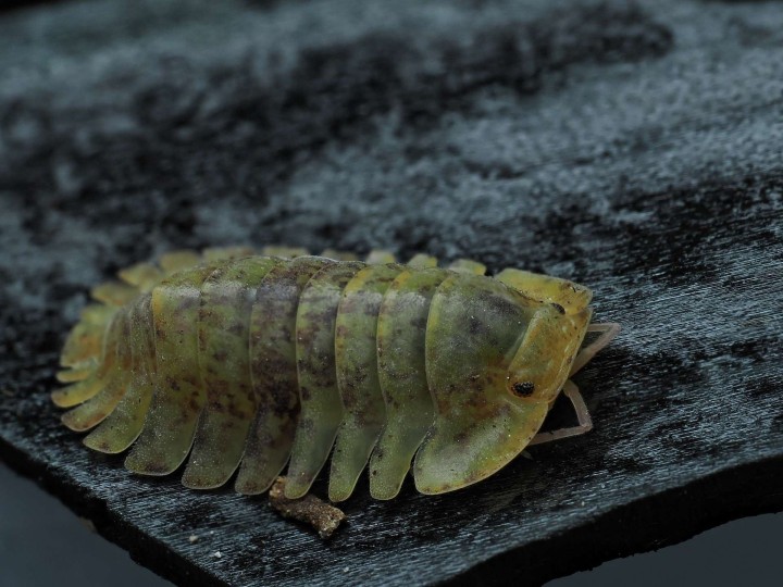 Isopoda sp. "Wobbegong" : L'Isopode Requin de Collection 🦈
