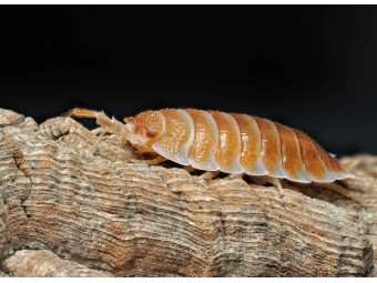 Porcellio hoffmannseggi "Orange" : L'Isopode Titan d'Andalousie