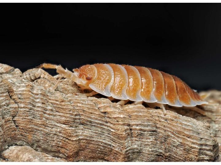 Porcellio hoffmannseggi "Orange" : L'Isopode Titan d'Andalousie