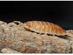 Porcellio hoffmannseggi "Orange" : L'Isopode Titan d'Andalousie