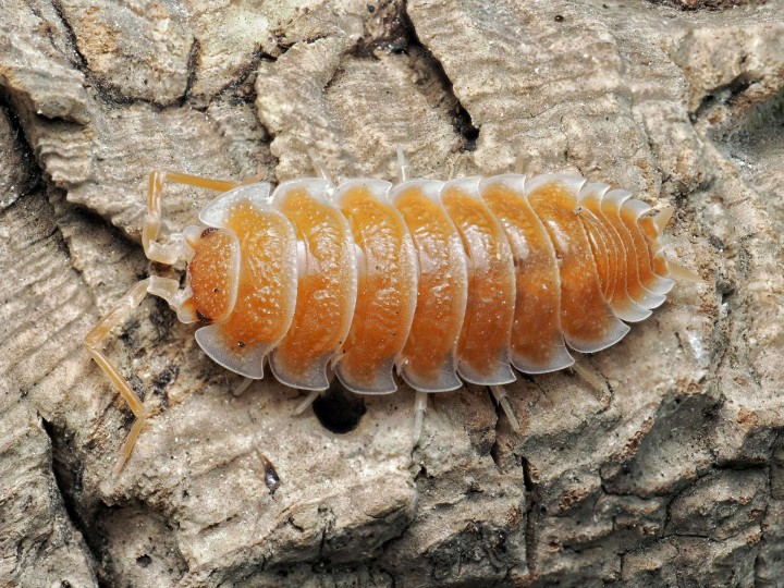 Isopode de collection Porcellio hoffmannseggi Orange orange et blanc