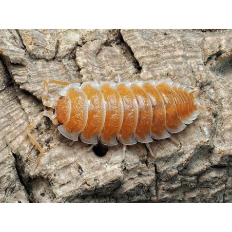 Isopode de collection Porcellio hoffmannseggi Orange orange et blanc