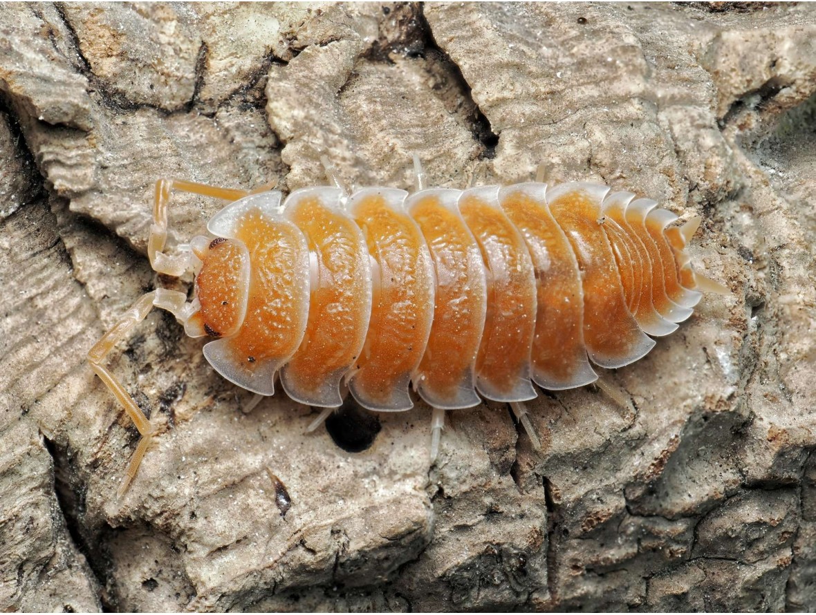 Isopode de collection Porcellio hoffmannseggi Orange orange et blanc