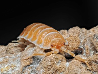 Porcellio hoffmannseggi "Orange" : L'Isopode Titan d'Andalousie
