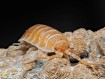 Porcellio hoffmannseggi "Orange" : L'Isopode Titan d'Andalousie