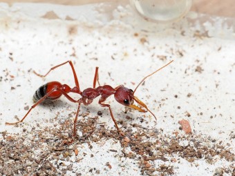 Fiche élevage Myrmecia gulosa : Guide complet Red Bull Ant.