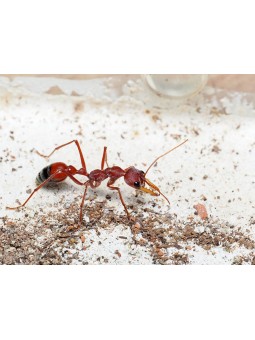 Myrmecia gulosa