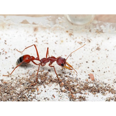 Myrmecia gulosa