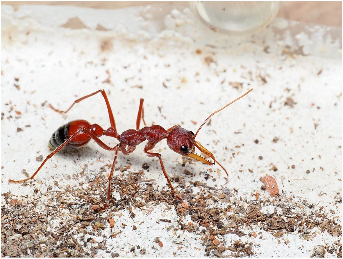 Fiche élevage Myrmecia gulosa : Guide complet Red Bull Ant.