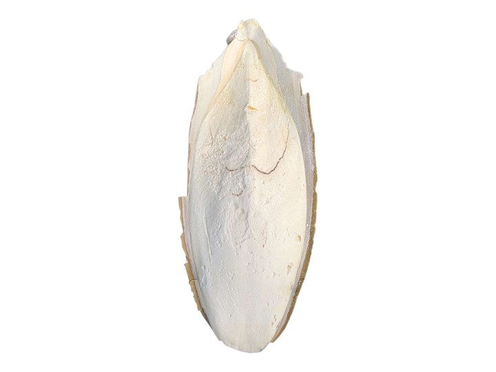 Os de Seiche Géant 15-20 cm : Calcium Naturel pour Isopodes et Insectes 🦴