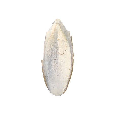 Os de Seiche Géant 15-20 cm : Calcium Naturel pour Isopodes et Insectes 🦴