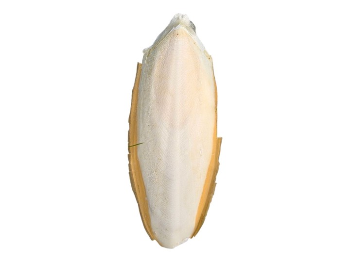 Os de Seiche Géant 15-20 cm : Calcium Naturel pour Isopodes et Insectes 🦴