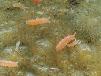 Yuukianura aphoruroides : Le Collembole Orange Géant de Collection 🍊