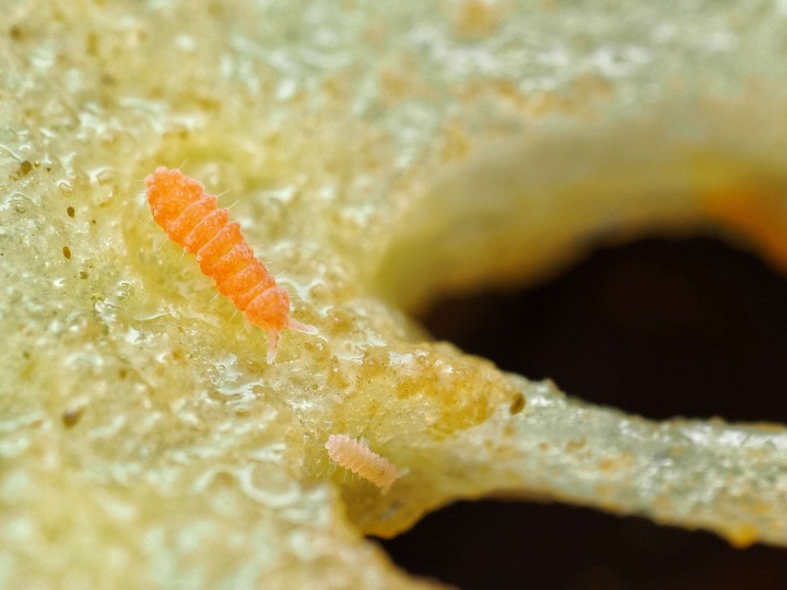 Yuukianura aphoruroides : Le Collembole Orange Géant de Collection 🍊